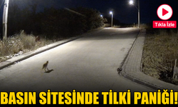 Basın sitesinde tilki paniği! Böyle görüntülendi...