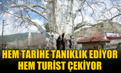 Taraklı’nın 7 Asırlık Çınar Ağacı Hem Tarihe Tanıklık Ediyor Hem Turist Çekiyor