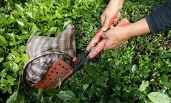 Rize, çay ihracatının merkezi olurken, Belçika en büyük pazar oldu