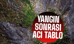 Orman yangınından geriye bu görüntüler kaldı