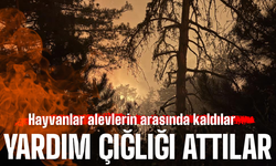 Alevlerin arasından yardım çığlıkları attılar!