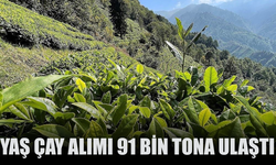 ÇAYKUR’un İkinci Sürgün Yaş Çay Alımı 91 Bin Tona Ulaştı