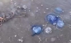 Gemlik Sahilini Mavi Denizanaları Bastı
