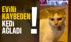 Evini kaybeden kedi sokak ortasında ağladı