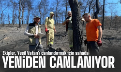 Geyve’de Yanan Orman Alanları Yeniden Yeşillendiriliyor