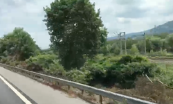 Sakarya İzmit TEM Otoyolunda Ağaç Budama Tartışması