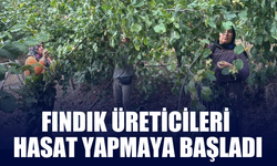 Fındık Hasadı Erken Başladı: Üretici Sıcaklardan Şikayetçi