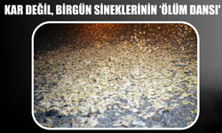 Sakarya Nehri’nin ‘Birgün’ Sinekleri Bu Kez Akyazı’da Görüldü