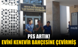 Evini kenevir bahçesine çevirmiş! Tutuklandı