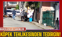 Bahçelievler sakinleri köpek tehlikesinden tedirgin!