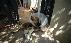 Molozun altında kalarak yaralanan köpek tedavi edildi