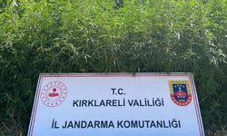 Operasyonda 754 Bin Kök Hint Keneviri Ele Geçirildi