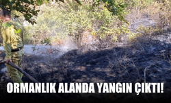 Hendek’te Orman Yangını Büyümeden Kontrol Altına Alındı