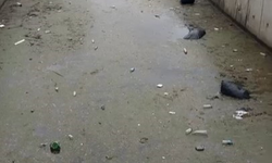 Denize Akan Atıklar Körfezi Çöplüğe Çevirdi