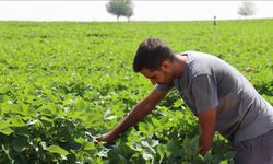Şanlıurfa’da Kavurucu Sıcaklar Pamuğa Yaradı