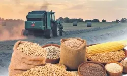 Buğday ve Mısır Fiyatları Yükseldi, Arpa Geriledi