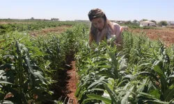 Urfa Susamı Yeniden Toprakla Buluşuyor