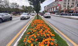 Serdivan’da Çevre Bakımı Göz Kamaştırıyor: Caddeler Renk Cümbüşüne Büründü