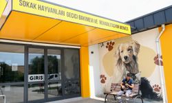 Zifte saplanmış bulunan köpek yavrusu uzman ellerde hayata tutundu