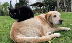 Düzce’den 4 Ayda 780,85 Ton Kedi ve Köpek Maması İhracatı Yapıldı
