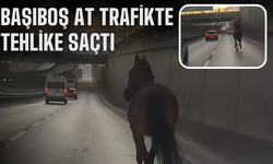 Başıboş at trafikte tehlike saçtı! Görenler inanamadı...