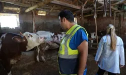 Büyükbaş Üreticilerine Veterinerlik Danışmanlık Hizmeti