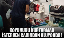 Koyununu kurtarmak isterken canından oluyordu