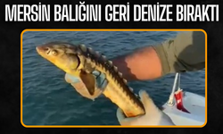 Karasu’da Nesli Tehlike Altındaki Mersin Balığı Denize Bırakıldı