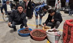Düzce’nin Meşhur Kuzu Kestanesi Pazarda Alıcılarını Bekliyor