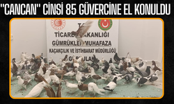 "Cancan" cinsi 85 güvercine el konuldu