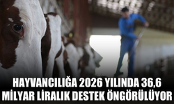 Hayvancılığa 2026 Yılında 36,6 Milyar Liralık Destek Öngörülüyor