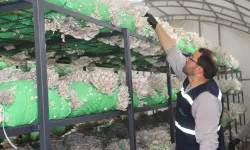 2,5 tonluk istiridye mantarı hasadı yapıldı