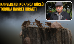 Kahverengi kokarca böceği toruna hasret bıraktı!