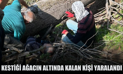Kestiği ağacın altında kalan kişi yaralandı