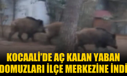 Kocaali’de Aç Kalan Yaban Domuzları İlçe Merkezine İndi