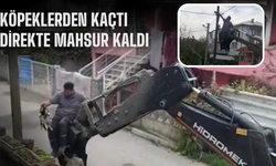 Köpeklerden kaçtı, direkte mahsur kaldı!