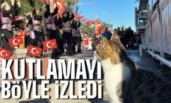 Törene Sokak Kedisi Damga Vurdu