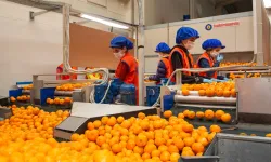 Satsuma mandalina için kesim ve ihracat tarihi belli oldu