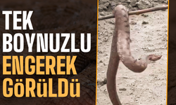 Sapanca’da korkutan görüntü: Yerleşim alanına boynuzlu engerek girdi