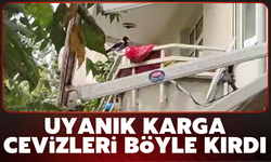 Cevizleri Çuvaldan Tek Tek Çaldı!