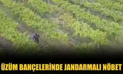 Üzüm bahçelerinde jandarmalı nöbet