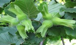 Düzce’den AB Ülkelerine Yılın İlk Yarısında 15 Bin 760 Ton Fındık İhracatı