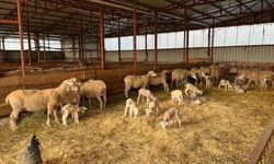Yüzde 100 hibe desteğiyle hayvancılık projesi