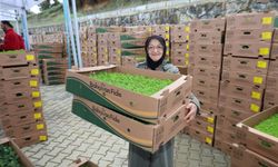 Çiftçilere 500 bin sebze fidesi dağıtıldı