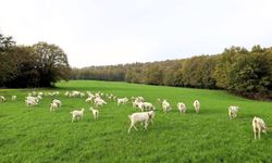 Süt otu desteği meraları yeşertti, maliyetleri düşürdü