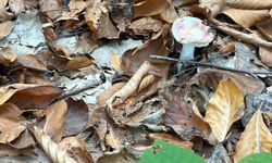 Uzman Uyarıyor: Ormanda Toplanan Mantarlar Zehirli Olabilir