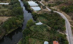 Bilecik'te incir hasadı sürüyor