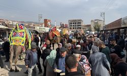 Çan'da yarışacak develere havut giydirildi