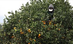 Finike portakalına talep yoğun
