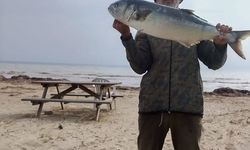 Gelibolulu amatör balıkçı 5 kilogramlık kofana yakaladı